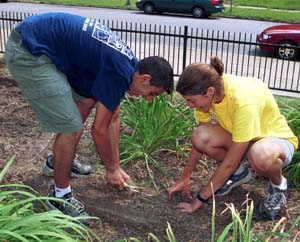 Washington University undergraduates help pull weeds at Hamilton Elementary School during the fourth annual Service First in 2002.