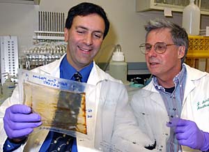 Alex S. Evers, M.D. (left), the Henry E. Mallinckrodt Professor and head of the Department of Anesthesiology, and Joseph H. Steinbach, Ph.D., the Russell D. and Mary B. Shelden Professor and professor of anesthesiology, analyze two-dimensional cells and autoradiograms of photo-labeled proteins.