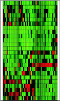 A look at the activity of 24 genes in 52 patients as those genes respond to the chemotherapy drug 5-fluorourancil
