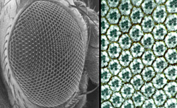 The compound eye of a fruit fly (left) and a micrograph of the cells that make up the eye