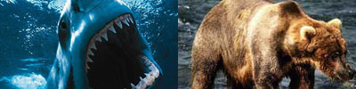 The shark and the grizzly bear are two predator species that prey upon humans to this day.