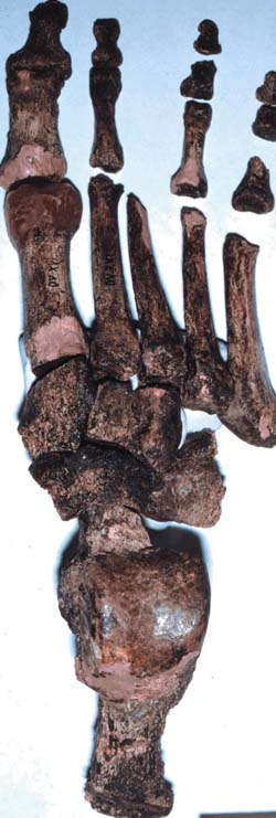 A 26,000-year-old early modern human, 