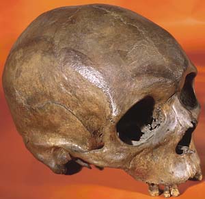 *Homo sapiens*: 'Out of Africa' three distinct times, new analysis shows