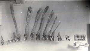 This photograph of Spinosaurus dinosaur bones  that Josh Smith found in a German museum is the only photographic proof of German researcher Ernst Stromer's discovery of *Spinosaurus*, a dinosaur similar in size to the famed *Tyranosaurus rex*.  All but Stromer's drawings of his find were lost when the Allies bombed out the Munich museum where the materials were held. The photo is significant historically but also as a comparison of Stromer's drawing for a significant understanding of the species' skeleton.