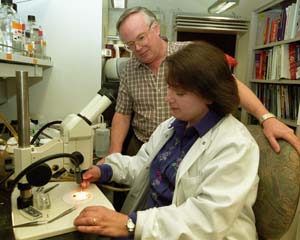 Dianne and Ian Duncan examining a *Drosophila* species in their lab.
