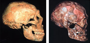The most unusual characteristics throughout human anatomy occur in Modern Humans (right) argues Erik Trinkaus, Ph.D., not in Neandertals (left).
