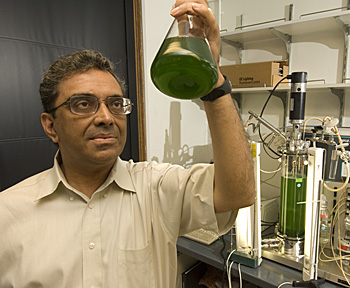 Himadri Pakrasi holds a collection of *Cyanothece*, a one-celled marine cyanobacteria.