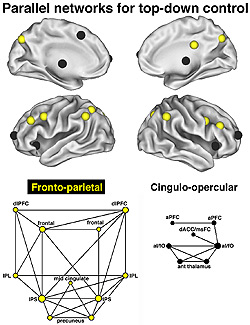 Scientists exploring the upper reaches of the brain's command hierarchy were astonished to find not one but two brain networks in charge, represented by the differently-colored spheres on the brain image above. Starting with a group of several brain regio