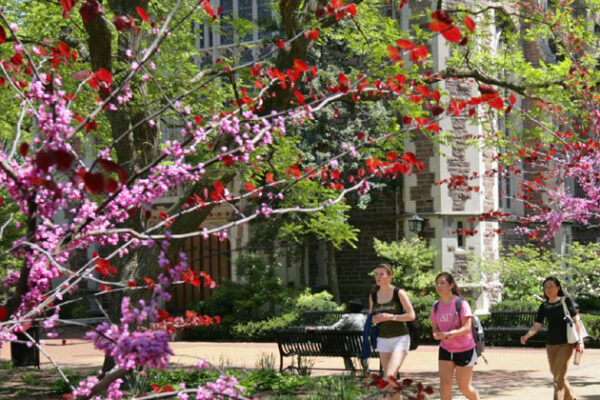 Washington University maintains Tree Campus USA status
