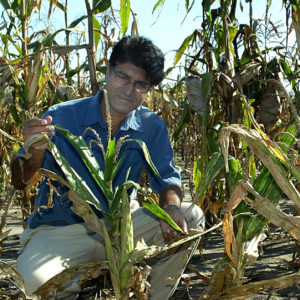 Plant hormones can dramatically alter the plant’s growth and pathogen resistance. The corn plant shown here has a genetic modification that blocks the flow of auxin, a growth hormone. The stalk of the plant is compressed but the ears and tassels are of normal size. Dwarf plants such as this one might increase crop yields because they put their energy into seeds rather than vegetative growth. (Credit: Purdue Agriculture Communication Service /Tom Campbell)
