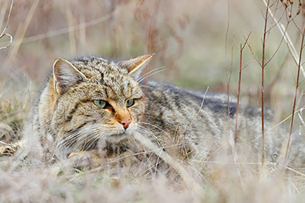 Cat domestication traced to Chinese farmers 5,300 years ago