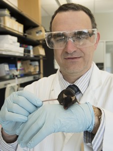 Washington University diabetes researcher Carlos Bernal-Mizrachi, MD, shown with a mouse that lacks the ability to process vitamin D in key immune cells. Without adequate vitamin D in those cells, the animals developed diabetes and atherosclerosis. 