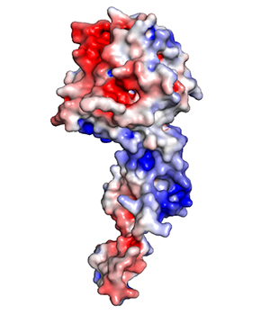 A protein — shown in red, white and blue — typically coats the genome of the Ebola virus, providing protection from enzymes that can destroy the virus’s genetic material. This protein coat is removed to allow the virus to replicate its genome in infected cells. New research led by Washington University School of Medicine shows that interfering with the removal and the return of the protein coat to the viral genome can kill the Ebola virus, a discovery that opens the door to more effective treatments./AMARASINGHE LAB