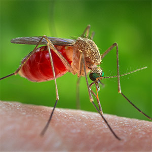 Mosquitoes are known to infect people and animals with West Nile virus. Studying West Nile virus infection in mice, scientists at Washington University School of Medicine in St. Louis have shown that an antiviral compound tightens the blood-brain barrier, making it harder for the virus to invade the brain.