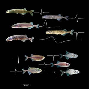 African fish called mormyrids communicate by means of electric signals (white lines following fish). Research has shown that fish in one group (top five) can glean detailed information from a signal’s waveform, but fish in another group (bottom five) are insensitive to waveform variations. What is the neurological basis for this difference in perception?