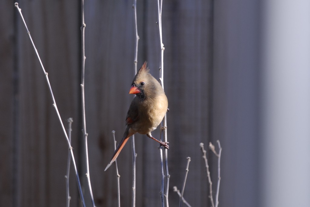 The Northern Cardinal is a homebody and like the other birds in this article stays in St. Louis all year round.