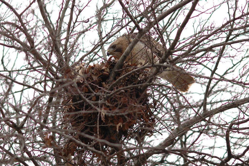 Red-tailed Hawk nesting on Danforth Campus