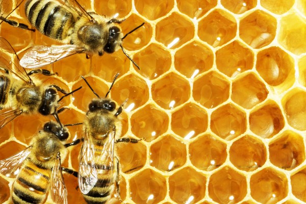 The secret life of bee genes