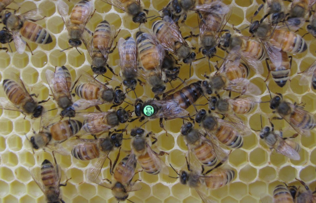 Worker bees on the hive