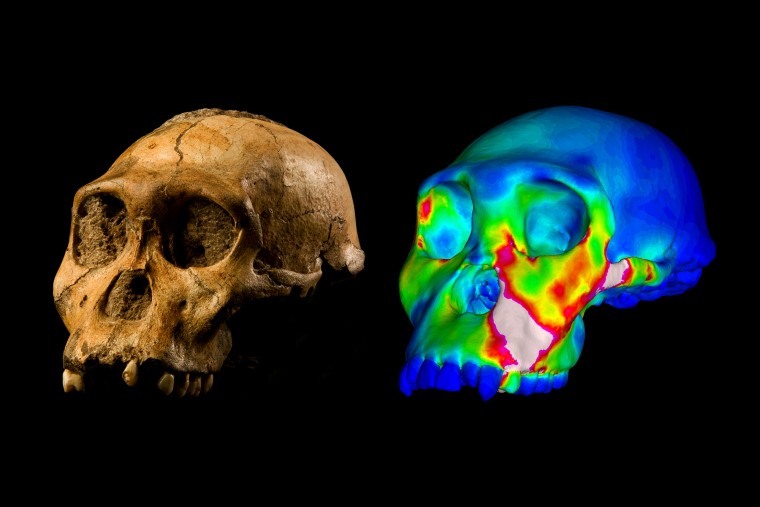 Virtual skull of Australopithecus sediba