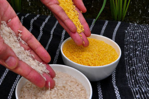 Golden Rice (top) has a distinctive yellow hue.