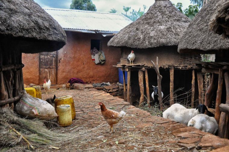 Chickens in Ethiopian village