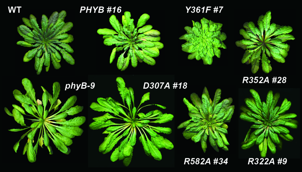 Phytochrome mutants grow very differently from wild type plant (upper left) under the same conditions. Work with these mutants reveals that phytochrome is both a light and temperature sensor. Credit: Vierstra Lab 