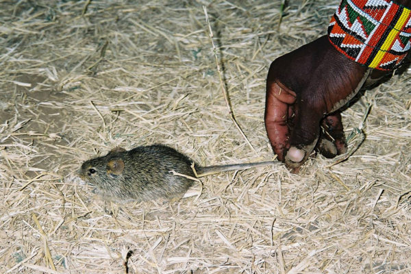 Mouse in the house tells tale of human settlement
