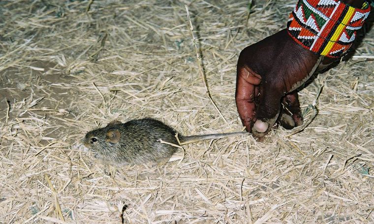 House mouse from a Maasai village