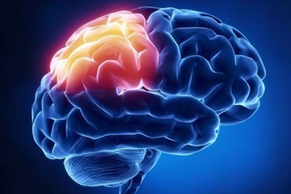 Researchers to model brain’s memory network