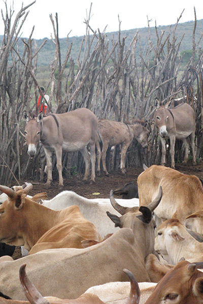 Makeshift cattle corrals, such as this one at a modern Maasai encampment in Kenya, have been used for thousands of years to provide cattle overnight protection. Image courtesy of Fiona Marshall.
