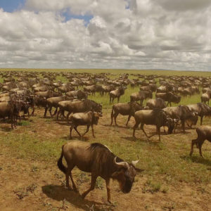 Wildebeest migration in Serengeti, Africa