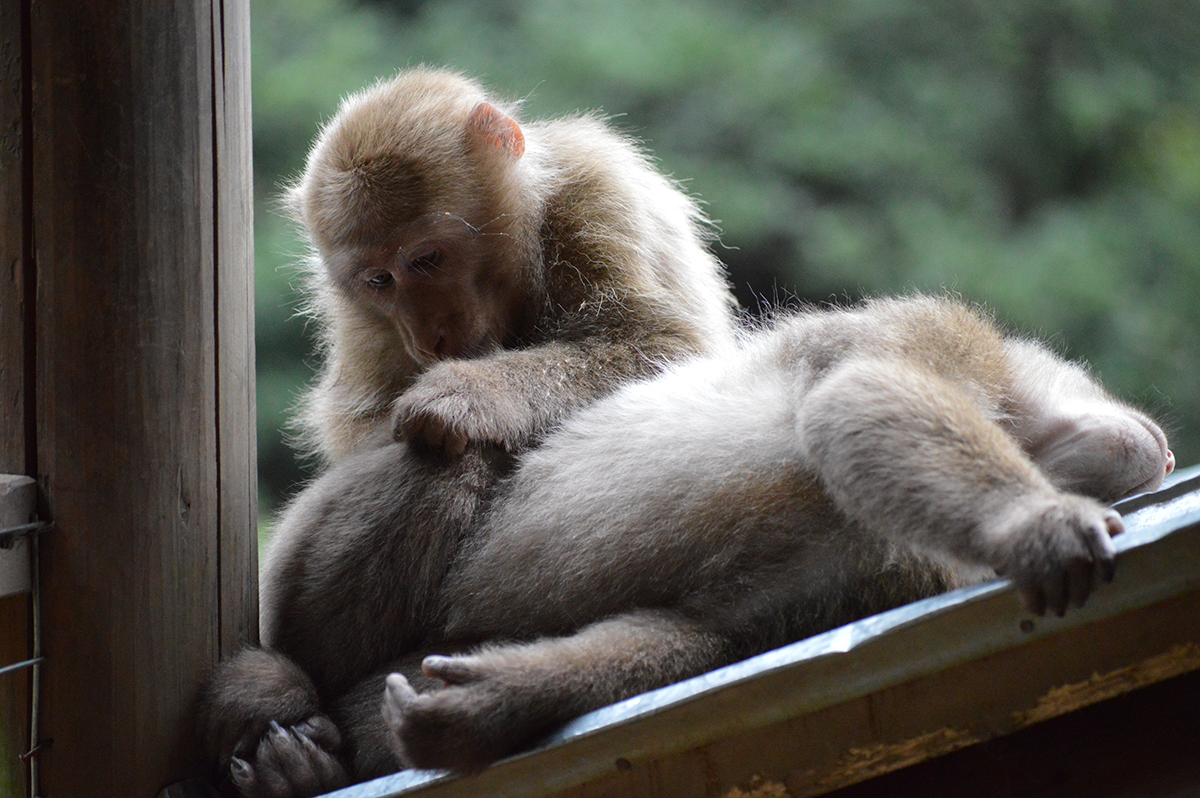 Wild juvenile Tibetan macaques, HuaXiaWei and TouRongXi, engage in affiliative grooming to forge and maintain social bonds at the Valley of the Wild Monkeys in Mt. Huangshan in the Anhui Province of China.