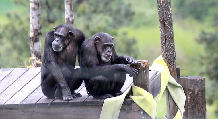 Adult female chimpanzees