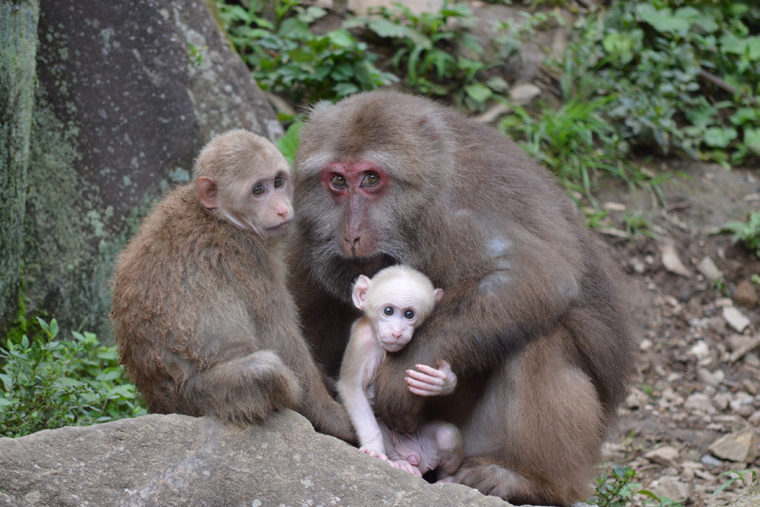 YeHong, a wild female Tibetan macaque.