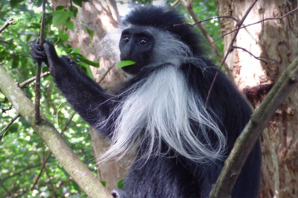 Solving the genetic mysteries of the colobus monkey