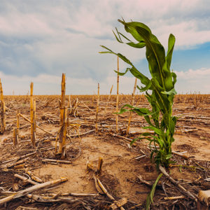 cornfield drought