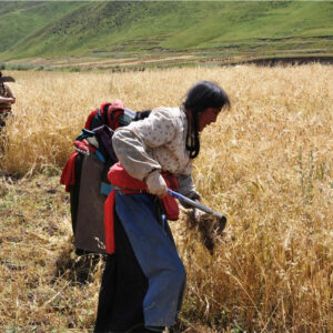 barley harvest in Tibet