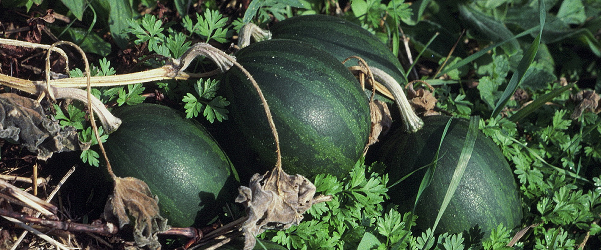 Cucurbita pepo gourds, such as these growing wild in the Illinois River Valley near Grafton, Ill., were one of the first plants to be domesticated by early Native Americans. Photo by Gayle Fritz.