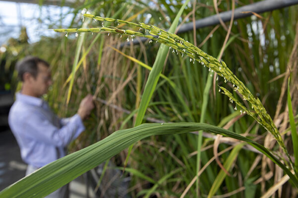 Rice, know thy enemy: NSF grants $2.6M to study weedy invader