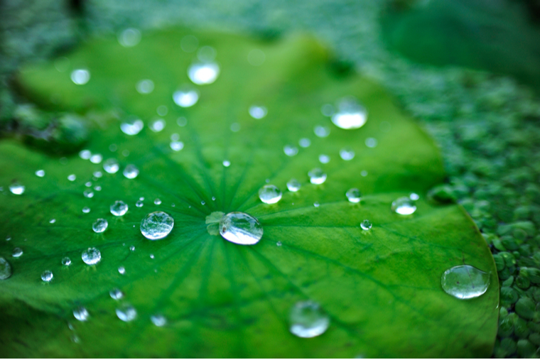 water droplets on the hydrophobic surface of a lotus leaf