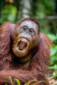 Orangutan