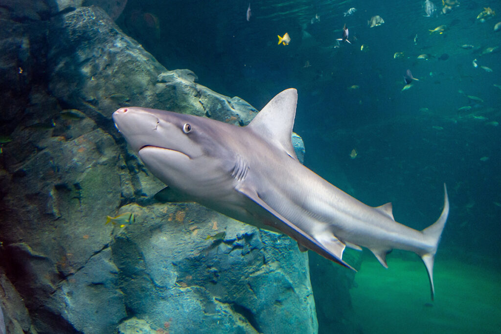 Shark Canyon at the St. Louis Aquarium at Union Station is a visitor favorite already. (Photo: Courtesy of St. Louis Union Station)