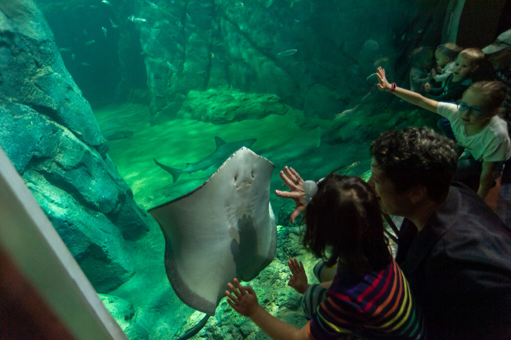 Visitors to the St. Louis Aquarium love Shark Canyon. “You walk down a long hallway with intermittent little windows providing partial views of the shark tank, and then you turn a corner and see the ‘wow’ window,” Mike Konzen says. (Photo: Courtesy of St. Louis Union Station)