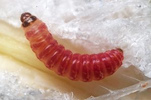 Pink Bollworm