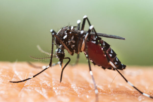 Gut bacteria protect against mosquito-borne viral illness