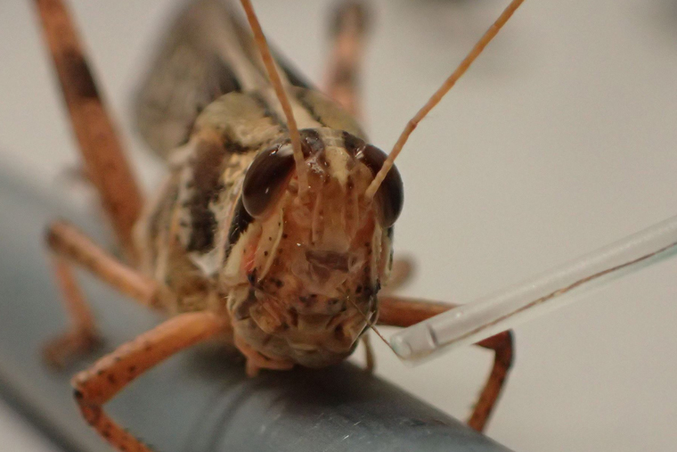 Locust with sensor