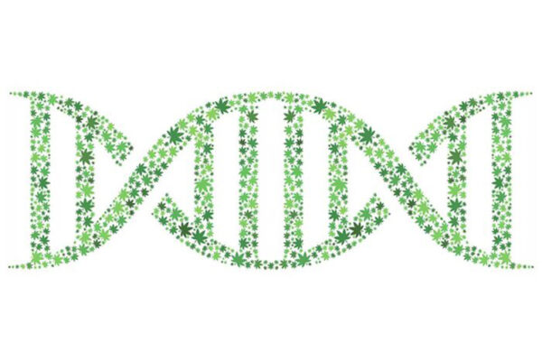 Uncovering genetic roots of marijuana use disorder