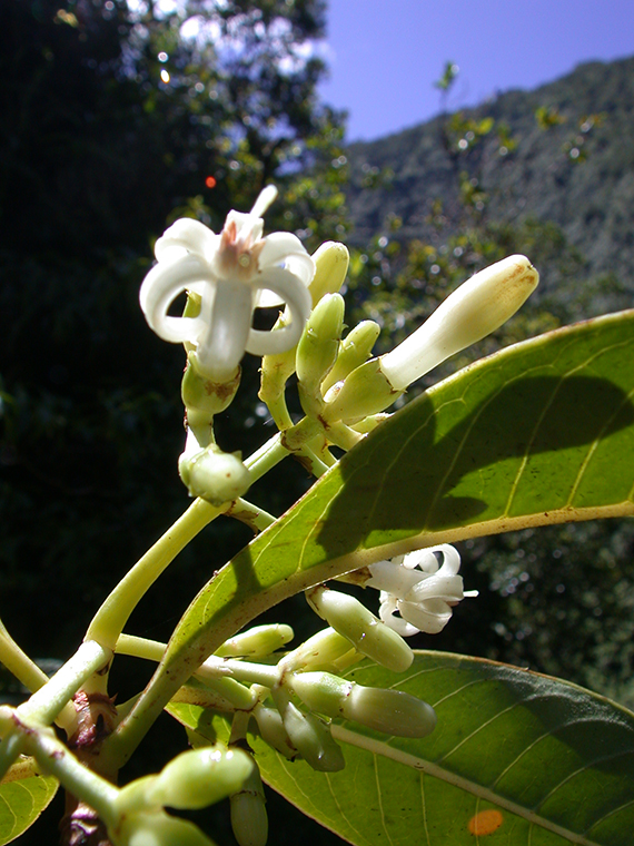 Psychotria hexandra