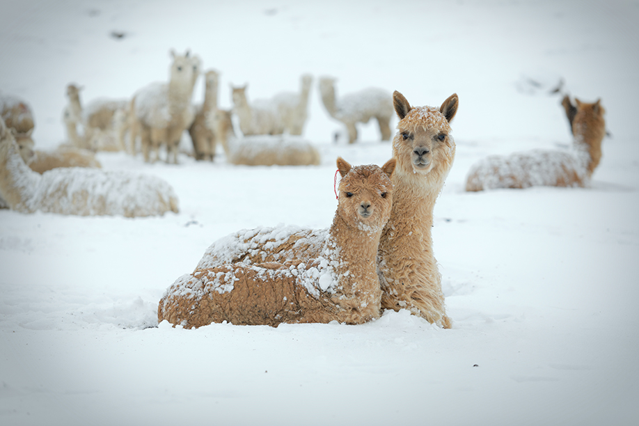 When unseasonal snow covers the ground, herders cannot feed their llamas and some die. (Photo: Tom Malkowicz)